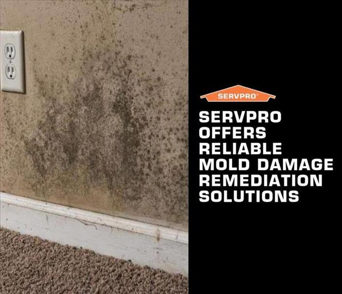 Mold Damage Remediation Solutions 